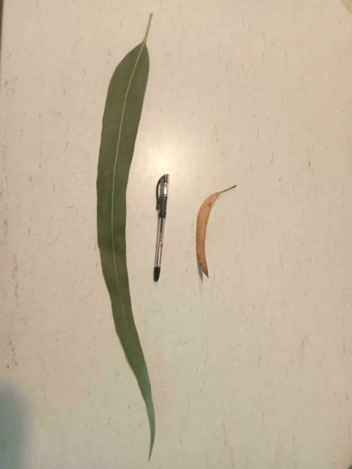 Encontré esta enorme hoja de eucalipto hoy en Adelaida