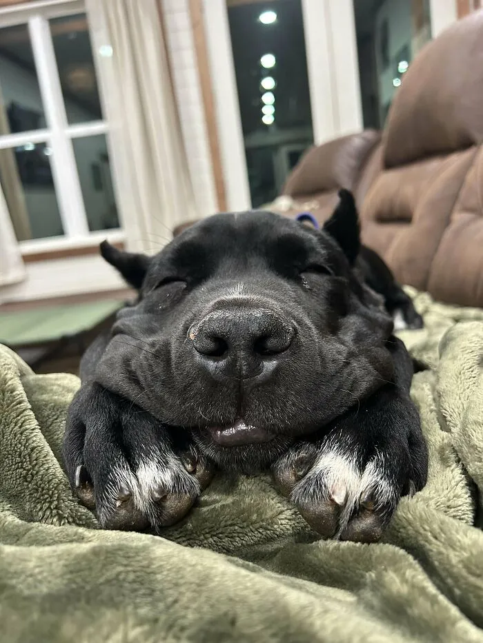 Xerxes Livin’ That Couch Life