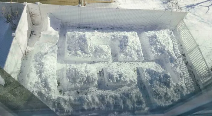 I Shoveled A Maze In My Backyard For My Dogs To Play In