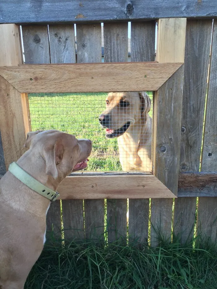 I Built A Window In My Fence So My Dogs Can Visit With The Neighbors Dogs
