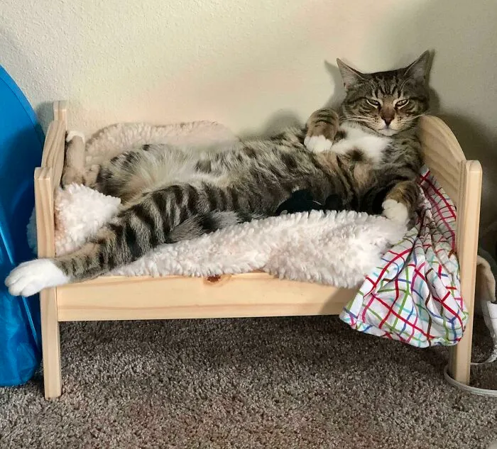Klaus Recovering From Being Neutered Is A Whole A*s Mood