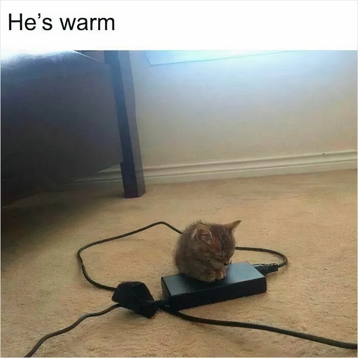 Tiny cat sitting on a warm laptop charger on the carpet, looking cozy and content, highlighting funny cat behavior.