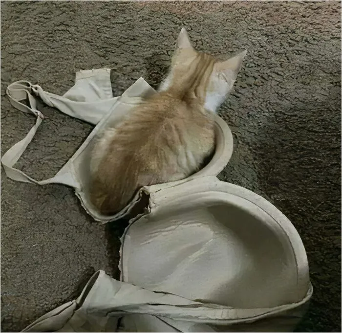 A cat sitting in a bra cup, creating a humorous scene.