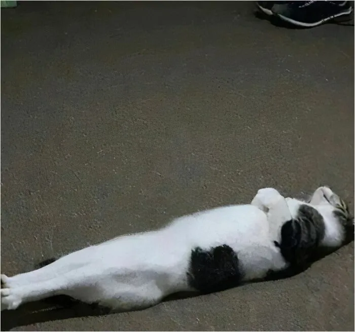 A cat lying stretched out on its back on the ground, looking relaxed and amusing.