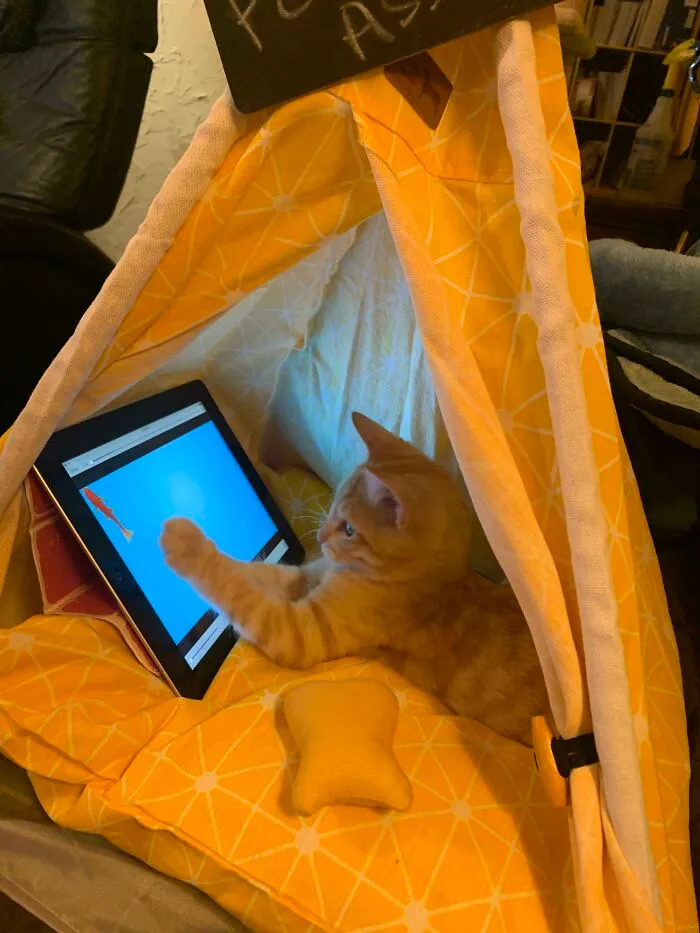 My Husband Says I’m Spoiling Him To Much. I Don’t Think So.. He Loves To Watch The Fishies