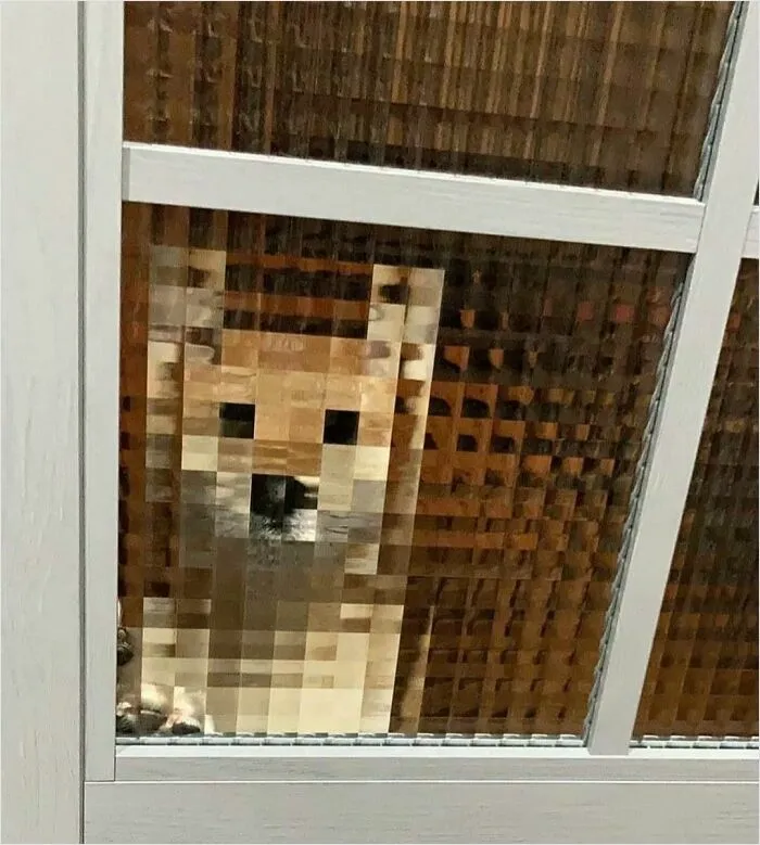 Perro a través de una ventana