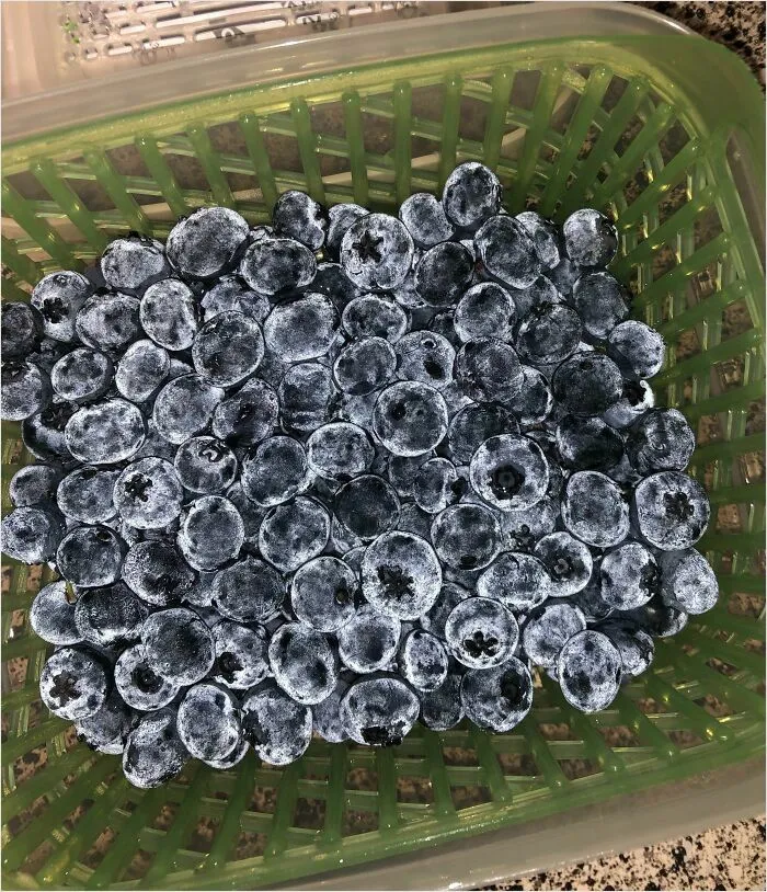 This Photo I Took Of My Blueberries Look Fake And Made Of Velvet When I Used Flash