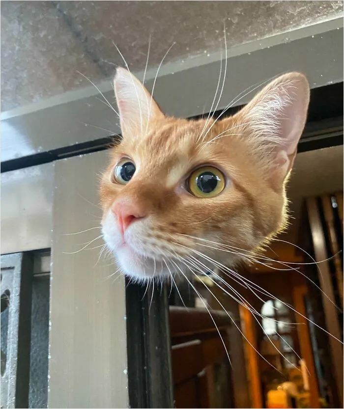 Gato sin cuerpo