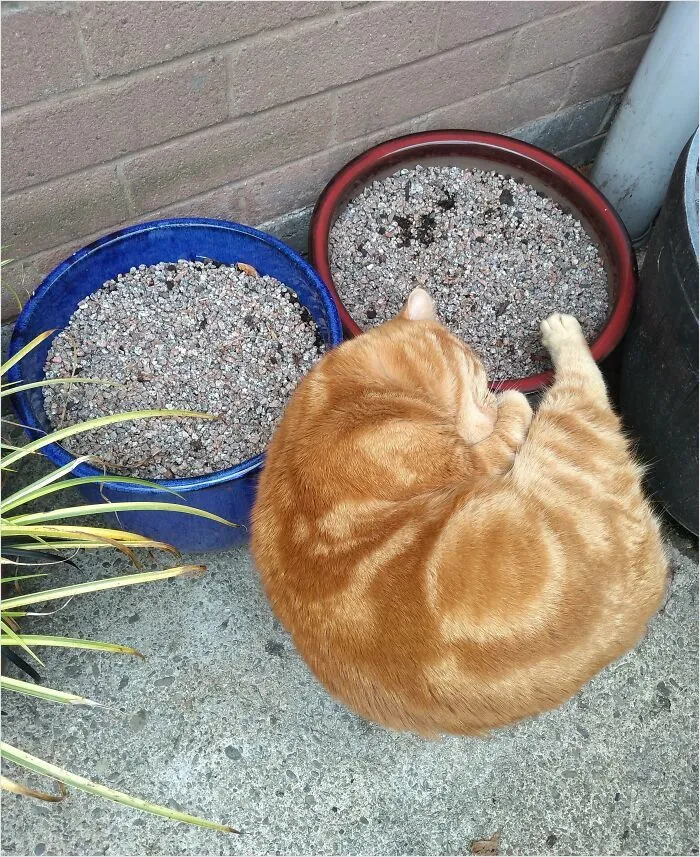 Gato flotante