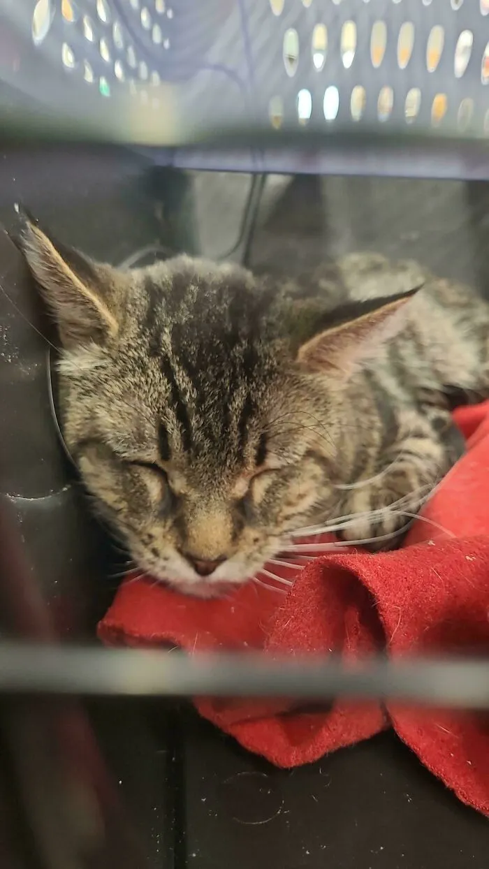 I'm Adopting A 15 Year Old Cat