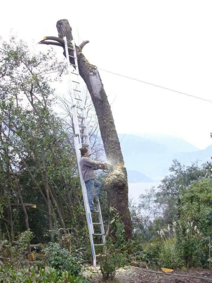 In About 2 Seconds He Is About To See How Fast He Can Turn Off That Chainsaw