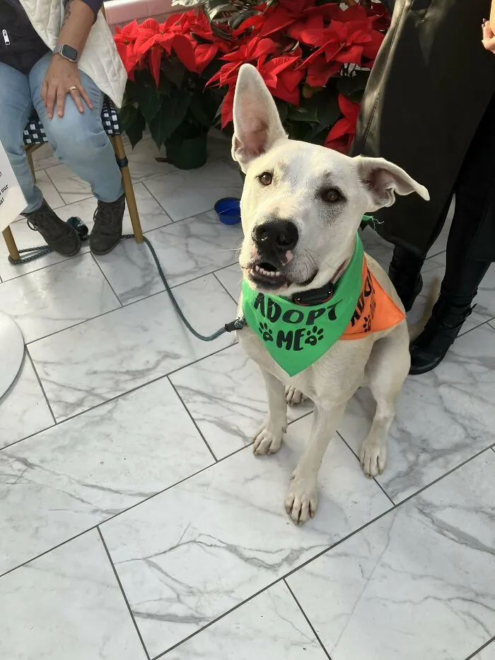 We Have Officially Adopted Benny!