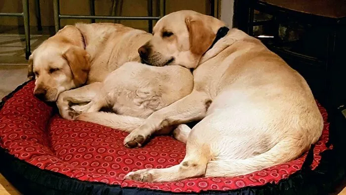 Adopted These 2 Goodest Boys