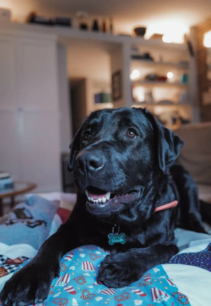 Adopted! First Day With The New Love Of My Life