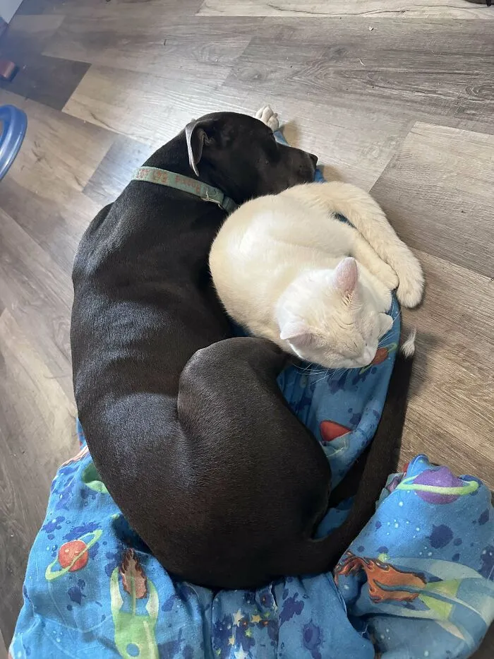 I Adopted The White Kitty Two Days Ago And She’s Already Best Buds With My Pibble