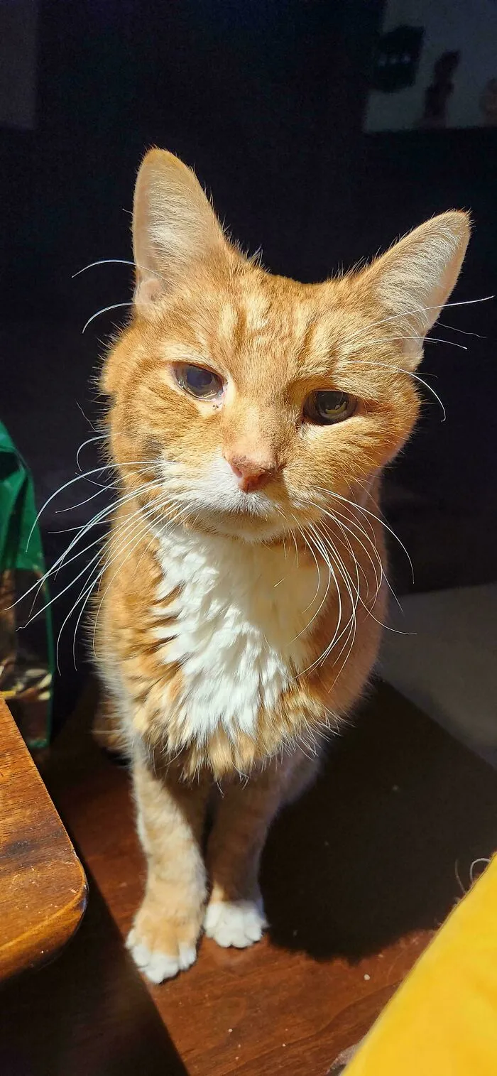 One Week Since Adoption Of 11 Yo Michigan Orange
