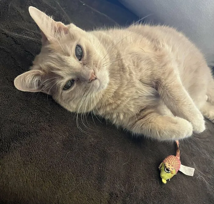 I Adopted A 16 Year Old Diabetic Lady From The Shelter