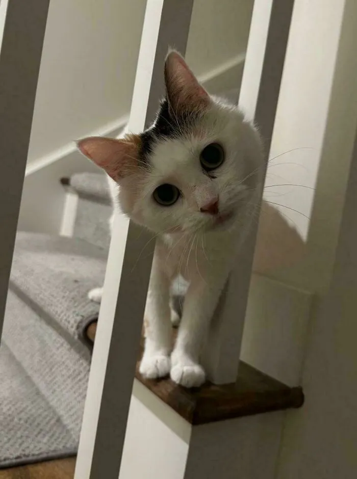 I Just Adopted This Cat, And She’s Currently Exploring Her New Home Like She Owns The Place. (Which, Let’s Be Honest, She Probably Does Now)