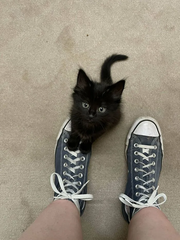 Recently Adopted Void