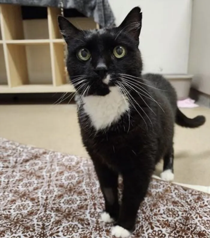 I Went To The Shelter To Adopt A Kitten And Ended Up Bringing Home An Old Man