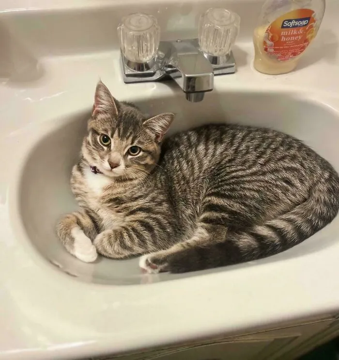 Roast Fern. Just Adopted Her And She Thinks She Owns My Place