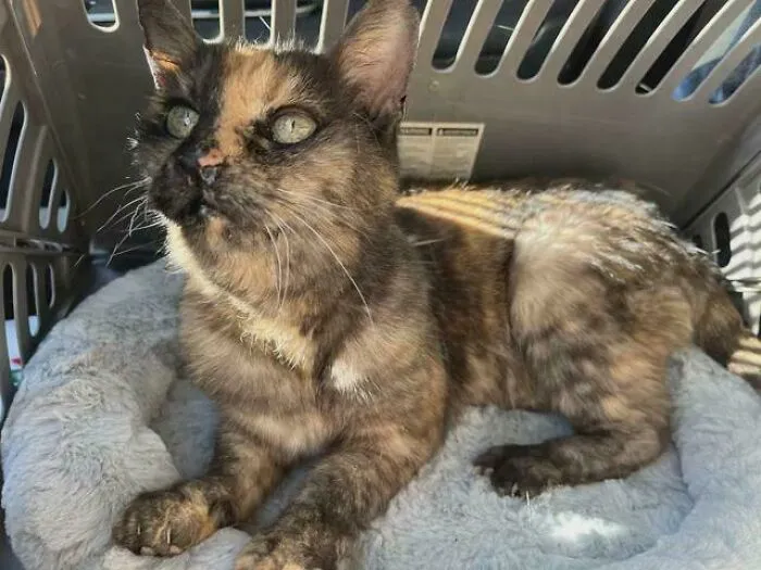 Today I Adopted This Beautiful Queen, Her Name Is Nettie And Shes 18 Years Old💞👑