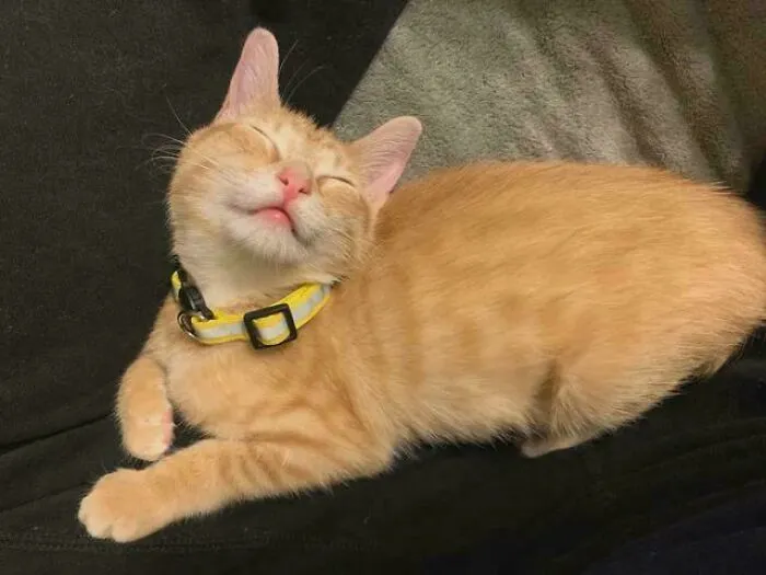 Just Adopted This Orange Girl