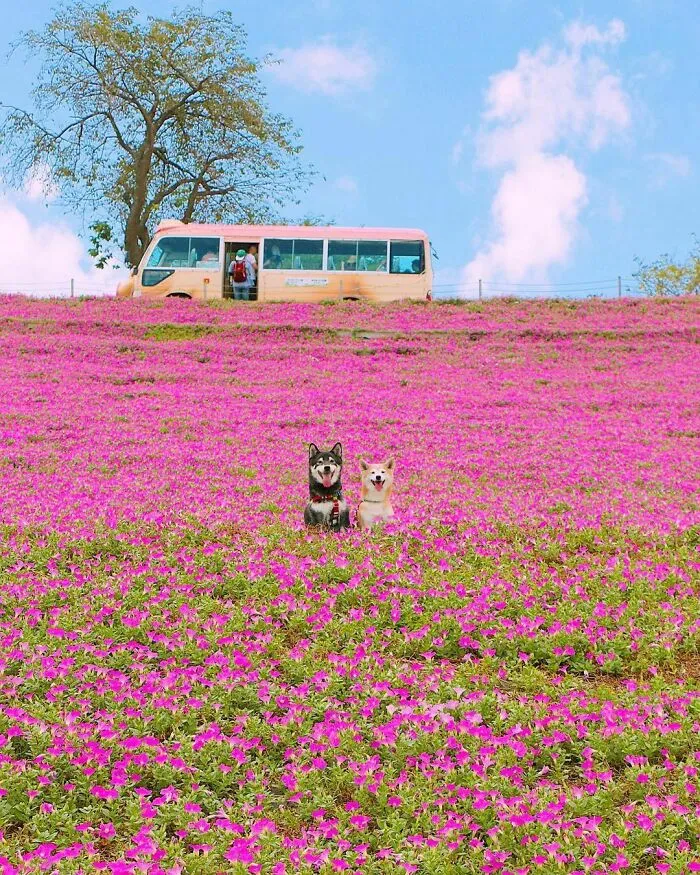 Perros posando en Chiba, Japón