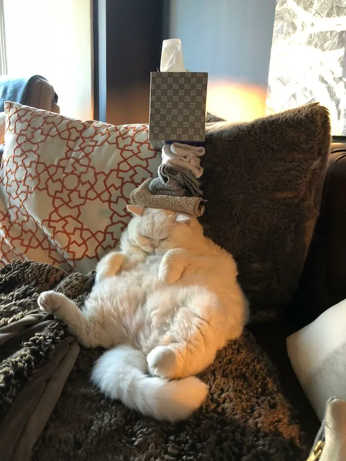 32 Ameowsing Pics Of Stuff On Cats That Might Make You An Instant Fan Of Felines