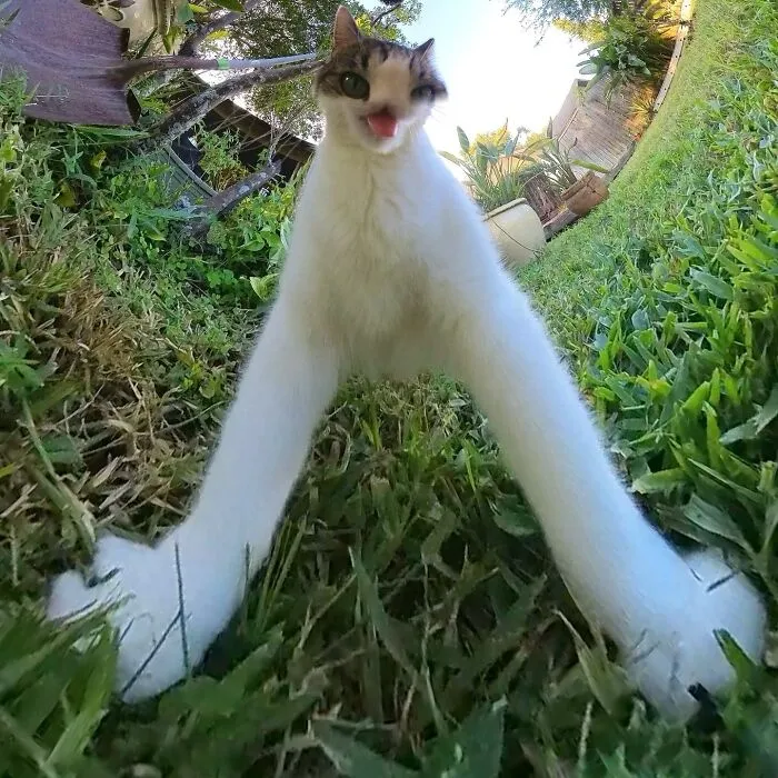 39 fotos graciosas de estos gatos que su dueño capturó con una cámara en 360º