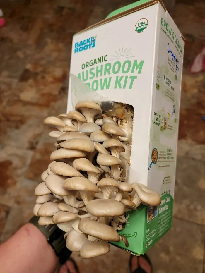This <a Style="Display:inline;" Href="Https://Www.amazon.com/Back-Roots-Original-Organic-Mushroom/Dp/B09dq3dprs?ie=utf8&th=1&linkcode=ll1&tag=bppony-20&linkid=ab6e49e3b80c54011fff7983c4680aab&language=en_us&ref_=as_li_ss_tl" Target="_blank"><span Style="Font: Inherit; Color: #d74b1f;"> Oyster Mushroom Growing Kit</Span> Helps Antisocial Gardeners Grow Their Own Edible Delights, Sans Human Interaction