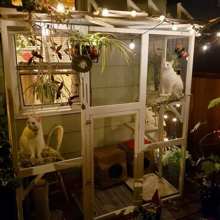 This <a Style="Display:inline;" Href="Https://Www.amazon.com/Pawhut-Wooden-Outdoor-Enclosure-Platforms/Dp/B078lxdb9n?ie=utf8&th=1&linkcode=ll1&tag=bpcrow-20&linkid=f73a9130412e6afc743b39f29176fbf7&language=en_us&ref_=as_li_ss_tl" Target="_blank"><span Style="Font: Inherit; Color: #d74b1f;"> Outdoor Cat Enclosure</Span> Is A Purr-Fect Way To Bring The Outdoors In, Giving Your Cat A Safe And Secure Space To Explore And Enjoy The Fresh Air, While Keeping Them Protected From The Elements And Potential Hazards
