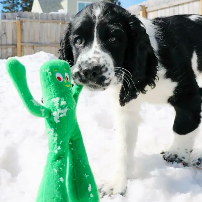 Get Your Paws On This Totally Far-Out <a Style="Display:inline;" Href="Https://Www.amazon.com/Multipet-Gumby-Plush-Dog-Inch/Dp/B00a80x19e?dib=eyj2ijoimsj9.0vk89r8gp6zmypzqof_j5e7canvxsifmjatt9ivzbscejgwow2dqwkcfnxhfnxdo4fhqmsz53g83rpsqwy4cprdodenr5iswy2si8kfptjf_n-L0v6r1hvzkghpl4muehdk4vhfqe0kbqq531nutlmifb1e93rwv0xtk_5dqgw0plb5jf3w5weki8grvbjuwhir9_n6tes_rk9zfxwhauhesfqcm4ryfrpzjf8q0-0ns49rdhytzspz2hmbqyl9dcd1lipilxjfgbh-Svoeomagrfms56ymqge1xnz1mofqytgascfgres-Tbgjnejuh9-Xg21is8jhw0sf34ag_d9pg6nxuqx-Ovt1vl5rpdp7z4iqerer4peirqfzjfrotjjcskjqujkzwhbvqxekecgawahs_8y_hioltzuxiumsgbljucecqseor_gdlm2ud.69jqvha5-Yo7sumxybueiw4njjidm9nv4-Prlcldaws&dib_tag=se&keywords=funny%2bproducts&qid=1734096220&sr=8-15&th=1&linkcode=ll1&tag=bpwoodpecker-20&linkid=604323ca3d4c7bf585872a10f1719ea5&language=en_us&ref_=as_li_ss_tl" Target="_blank"><span Style="Font: Inherit; Color: #d74b1f;"> Gumby Dog Toy</Span> That's Guaranteed To Make Your Their Wag