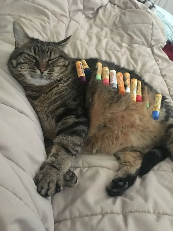 32 Ameowsing Pics Of Stuff On Cats That Might Make You An Instant Fan Of Felines