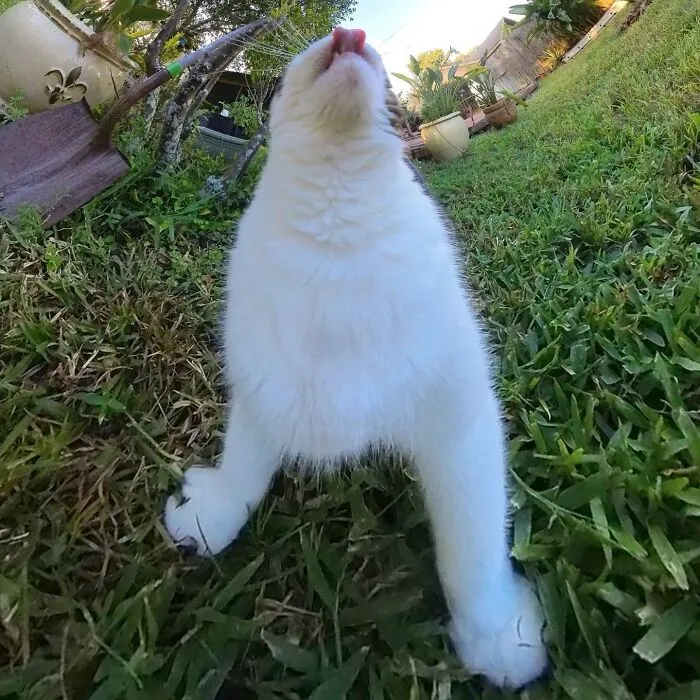 39 fotos graciosas de estos gatos que su dueño capturó con una cámara en 360º