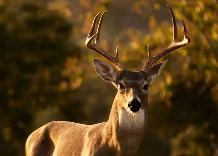 30 People Who Left A Mark In Dispatcher Memories With Their Wild 911 Calls