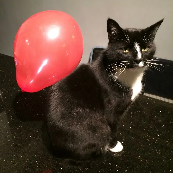 32 Ameowsing Pics Of Stuff On Cats That Might Make You An Instant Fan Of Felines