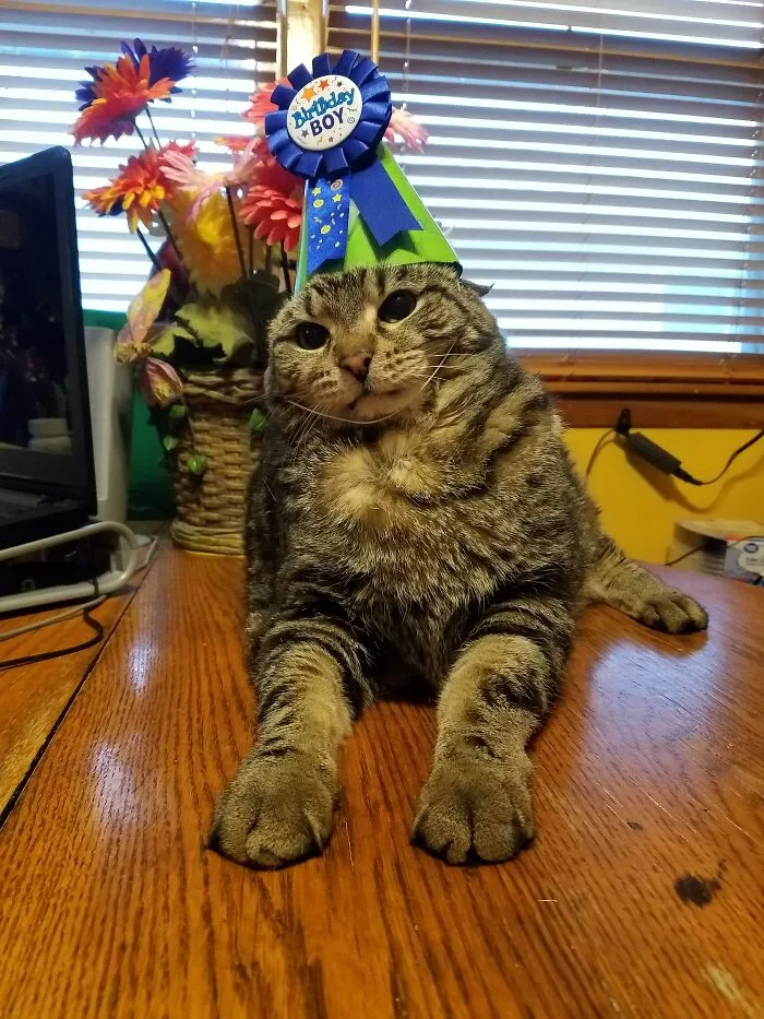 32 Ameowsing Pics Of Stuff On Cats That Might Make You An Instant Fan Of Felines