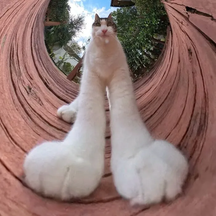 39 fotos graciosas de estos gatos que su dueño capturó con una cámara en 360º