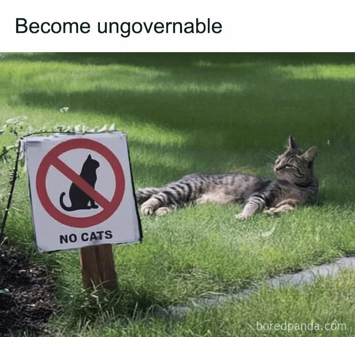 You Might Want To Stop Everything You’re Doing And Ogle At These 50 Hilarious Cat Memes