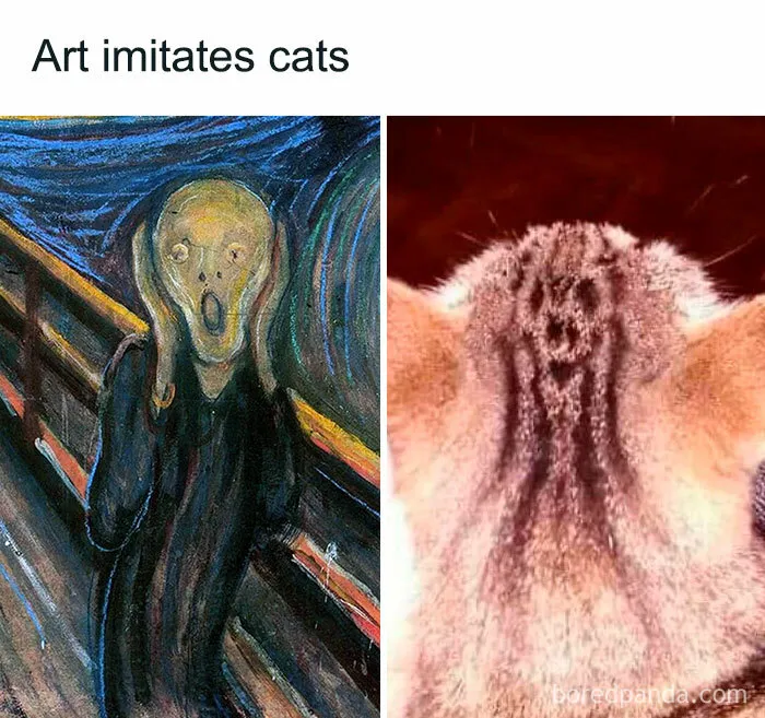 You Might Want To Stop Everything You’re Doing And Ogle At These 50 Hilarious Cat Memes