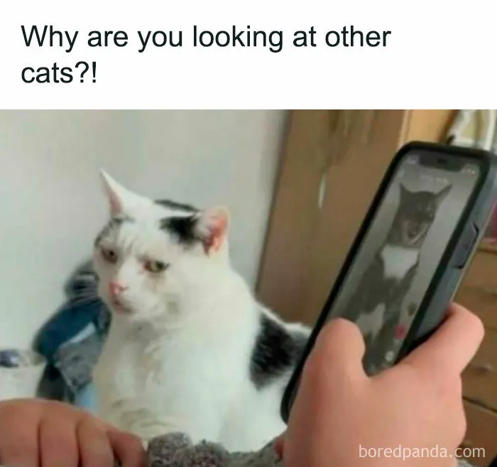 You Might Want To Stop Everything You’re Doing And Ogle At These 50 Hilarious Cat Memes