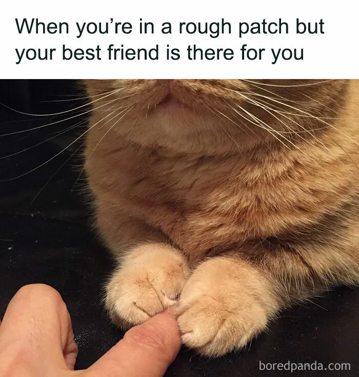 You Might Want To Stop Everything You’re Doing And Ogle At These 50 Hilarious Cat Memes