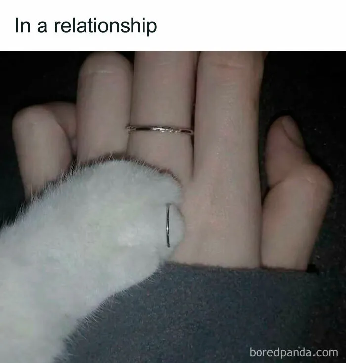 You Might Want To Stop Everything You’re Doing And Ogle At These 50 Hilarious Cat Memes