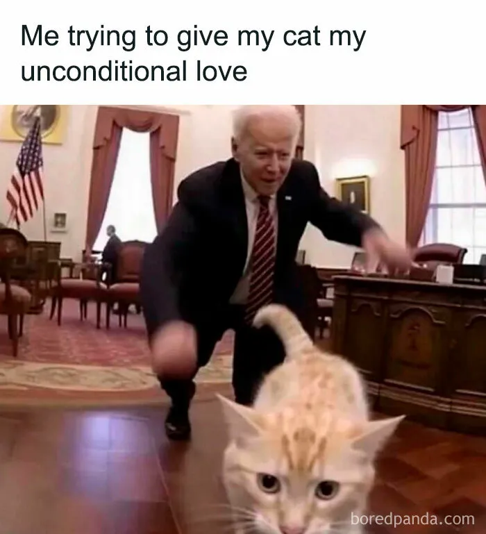 You Might Want To Stop Everything You’re Doing And Ogle At These 50 Hilarious Cat Memes
