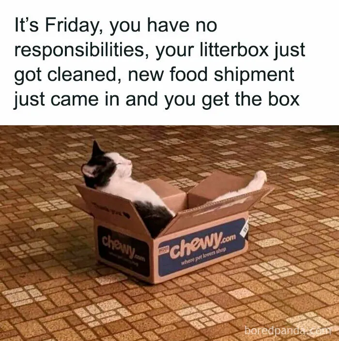 You Might Want To Stop Everything You’re Doing And Ogle At These 50 Hilarious Cat Memes