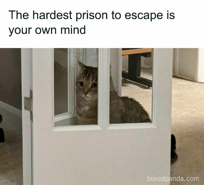 You Might Want To Stop Everything You’re Doing And Ogle At These 50 Hilarious Cat Memes