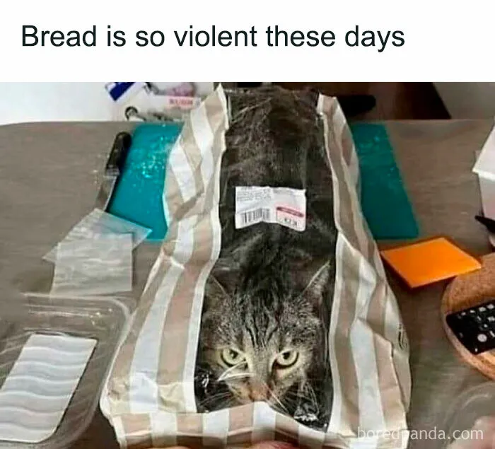 You Might Want To Stop Everything You’re Doing And Ogle At These 50 Hilarious Cat Memes
