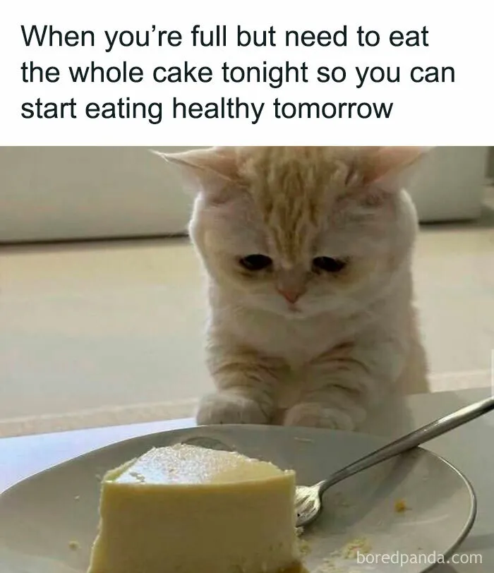 You Might Want To Stop Everything You’re Doing And Ogle At These 50 Hilarious Cat Memes