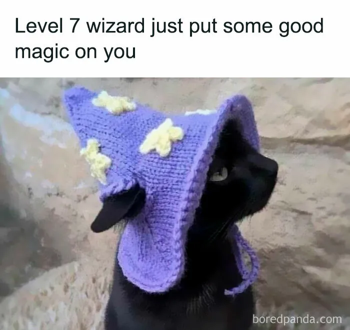 You Might Want To Stop Everything You’re Doing And Ogle At These 50 Hilarious Cat Memes